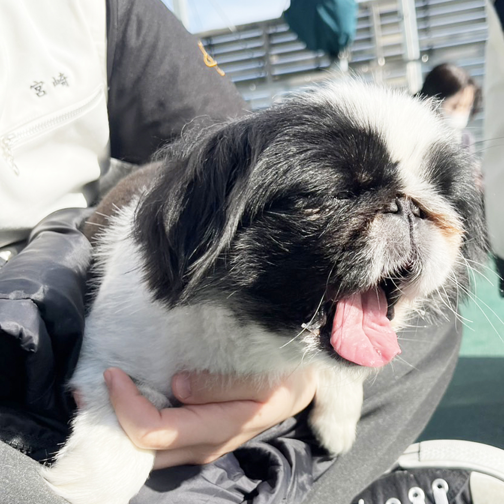 生徒が撮影したモデル犬たちの写真②